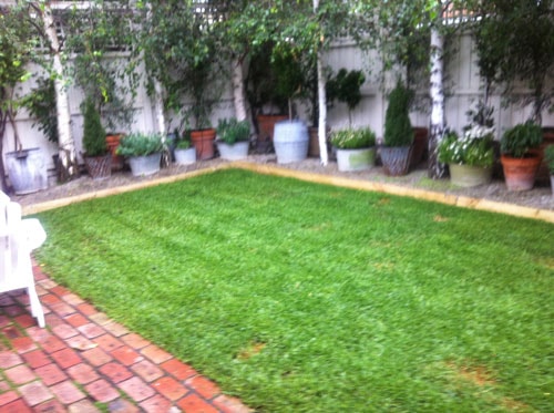 Courtyard Garden Transformation — Elsternwick landscaping