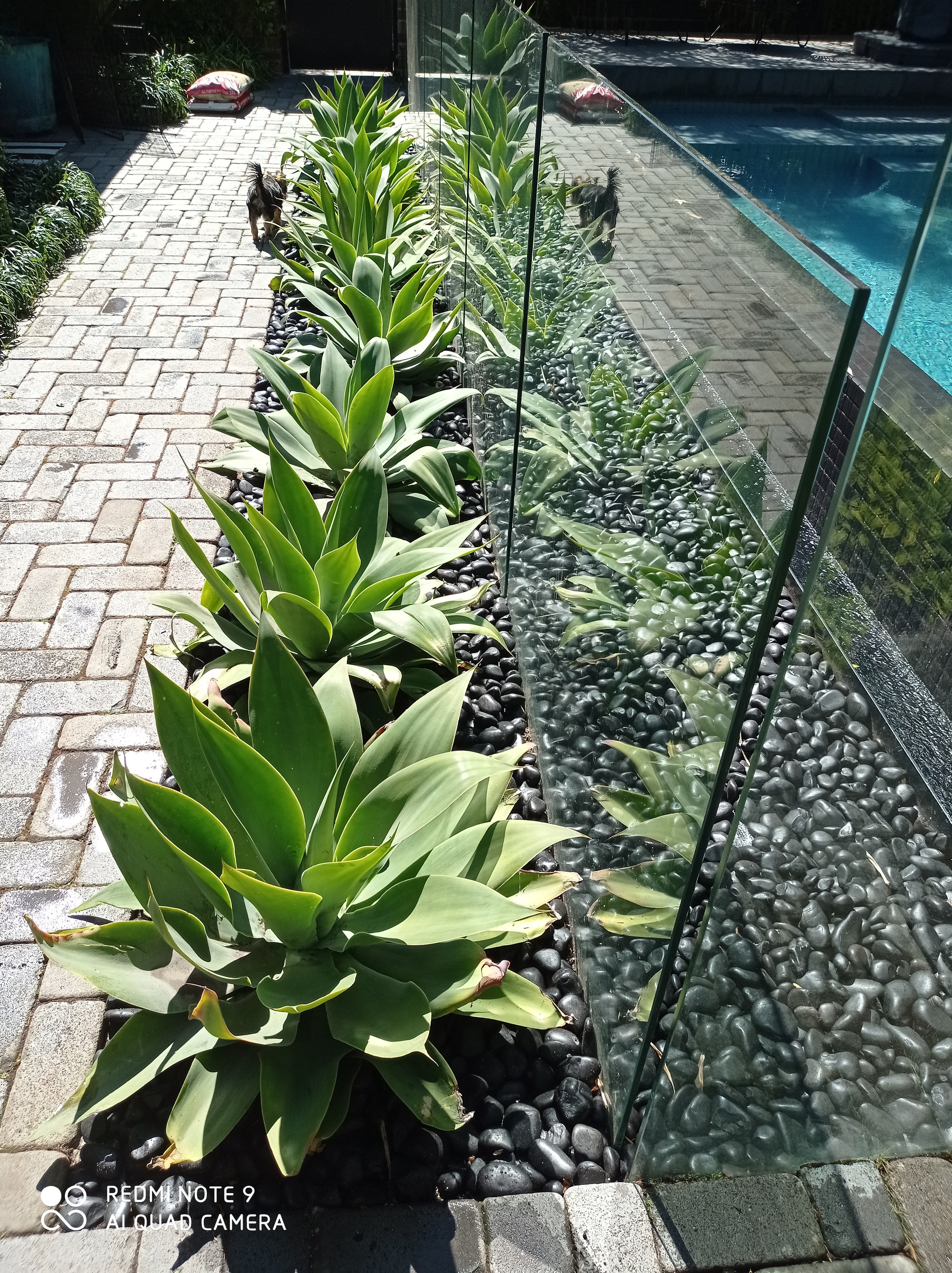 Planting & Garden Design in Bentleigh